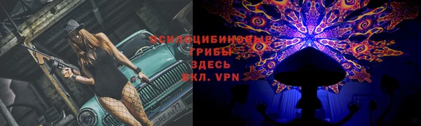 стаф Арсеньев
